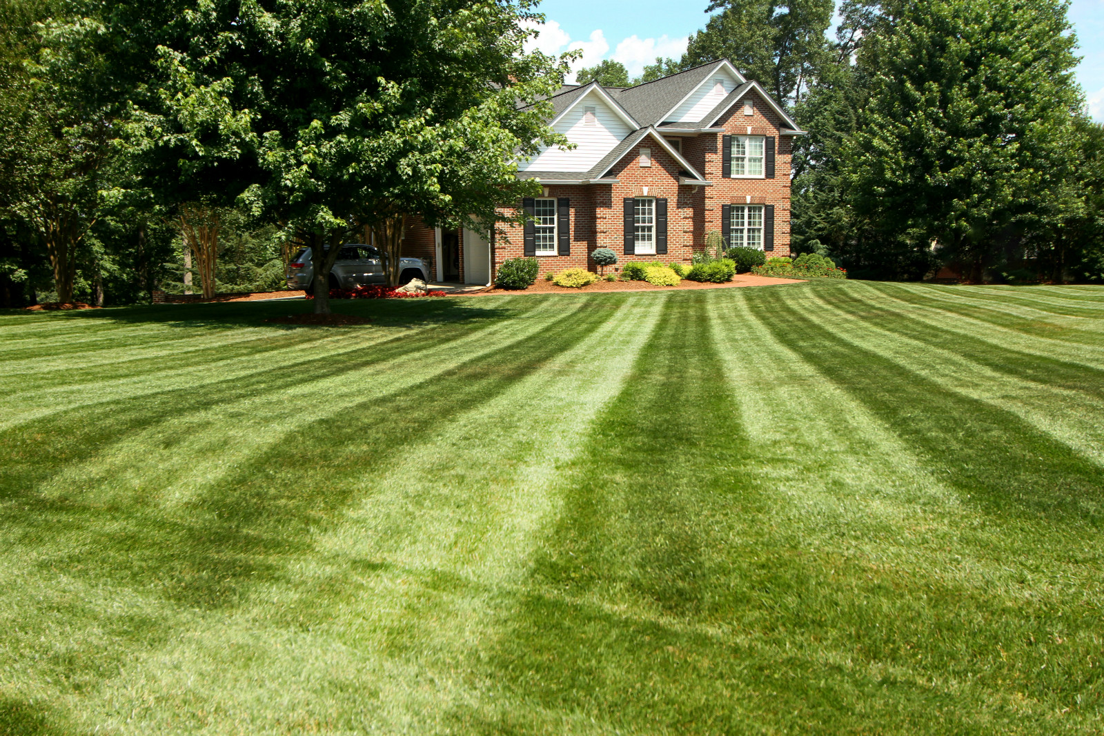 professional lawn care services